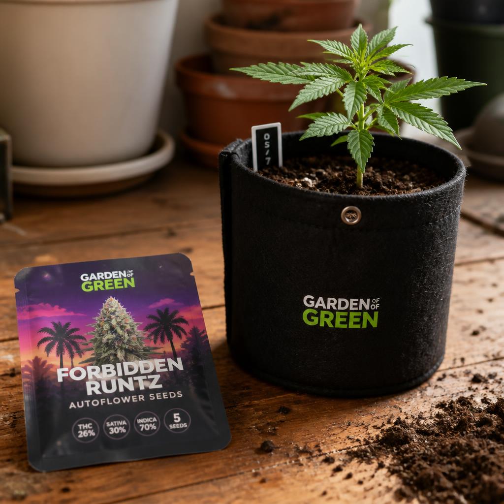 Autoflower Seeds (5-Pack)