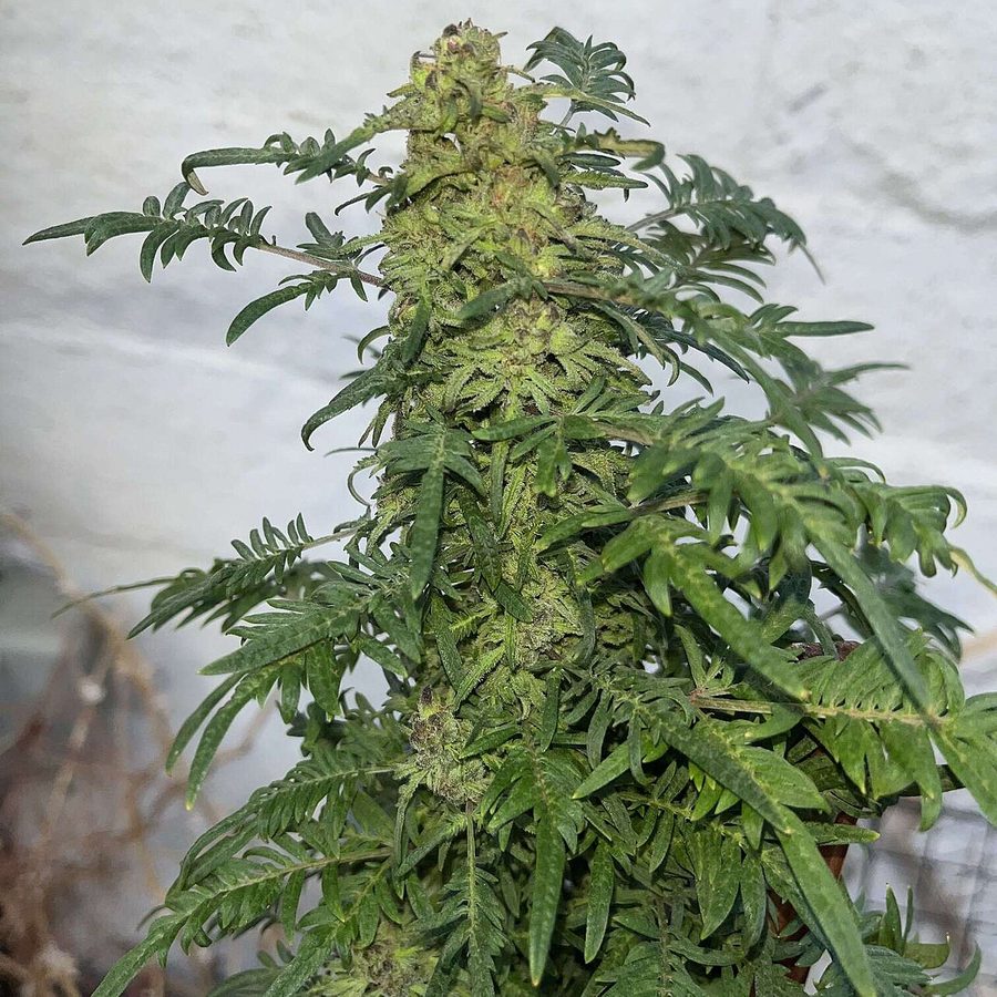 Dense flowering cannabis cola in late bloom from a home grow tent