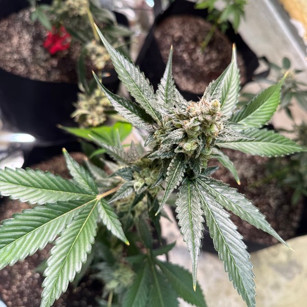 Frosty cannabis flower dusted in trichomes under grow lights