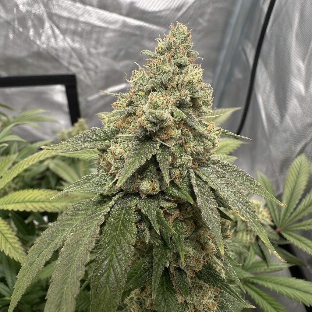 Close-up of a frosty cannabis cola in late bloom inside a home grow tent